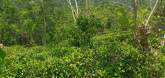 Tea Land for Sale