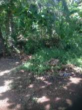 Beautiful Land next to Nilwala River