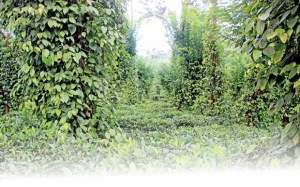 2 acres Land with a house